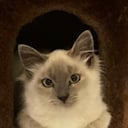 Iolanda Peirot Aparicio