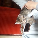 Сява-Доли