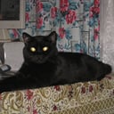 OLF Oleg
