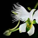 orchideelys88