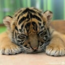 Александра