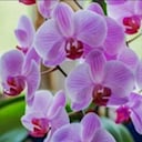 ЛЕЛЯ 