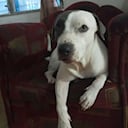 ELA Pitt Bull
